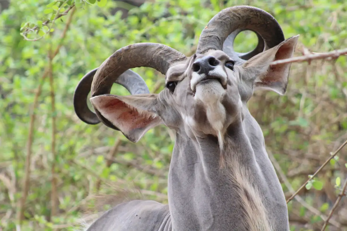 14 Days Safari Rediscover Zimbabwe